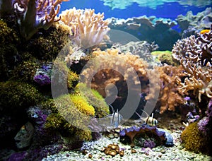 Vita. corallo Scogliera 