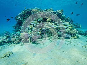 Underwater life with coral reef and fishes in the Red Sea