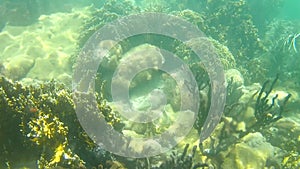 underwater life in crystal clear tropical waters