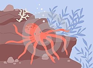 Underwater life of cute and funny octopus resting at seabed among seaweeds. Smiling animal at sea or ocean bottom