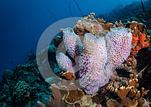 Underwater life on the Dutch Caribbean island of Bonaire