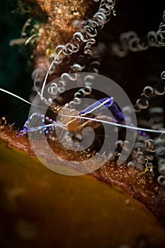 Underwater life on the Dutch Caribbean island of Bonaire