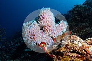 Underwater life on the Dutch Caribbean island of Bonaire