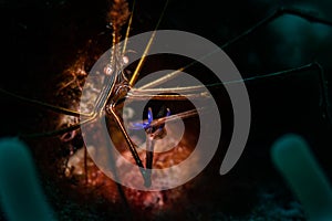 Underwater life on the Dutch Caribbean island of Bonaire