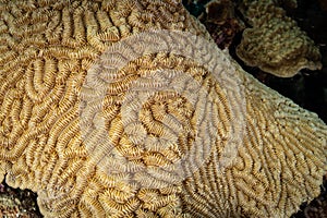 Underwater life on the Dutch Caribbean island of Bonaire