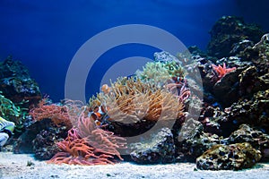 Underwater life, Fish, coral reef