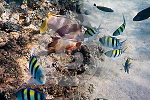 Underwater life of the inhabitants of the Red Sea