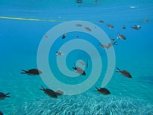 Underwater life kalogries, damselfish or Mediterranean Chromis in Kolona double bay Kythnos island Cyclades Greece, Aegean sea.