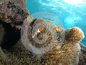 Underwater Life Of Lembongan Island, Bali.