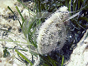 Underwater life, noble pen shell, Pinna nobilis