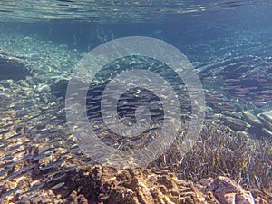 UNDERWATER life off the Kastos island coast, Ionian Sea, Greece - crystal clear water, flock of small fishes, rocks