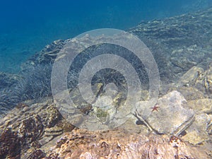 UNDERWATER life off the Kastos island coast, Ionian Sea, Greece - crystal clear water, red starfish, rocks, seaweeds in