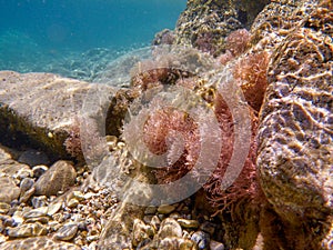 UNDERWATER life off the Kastos island coast, Ionian Sea, Greece - crystal clear water, rocks, seaweeds in summer.