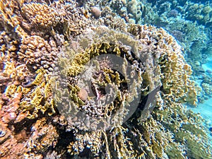 Underwater life of reef with close up view of corals and tropical fish. Coral Reef at the Red Sea, Egypt