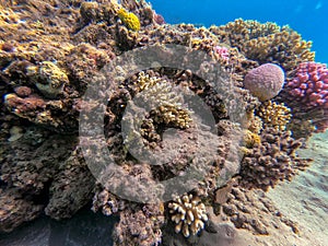 Underwater life of reef with close up view of corals and tropical fish. Coral Reef at the Red Sea, Egypt