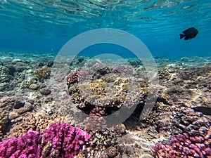 Underwater life of reef with close up view of corals and tropical fish. Coral Reef at the Red Sea, Egypt