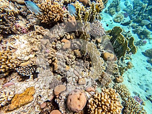 Underwater life of reef with close up view of corals and tropical fish. Coral Reef at the Red Sea, Egypt