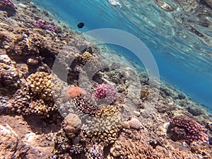 Underwater life of reef with close up view of corals and tropical fish. Coral Reef at the Red Sea, Egypt