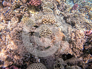 Underwater life of reef with close up view of corals and tropical fish. Coral Reef at the Red Sea, Egypt