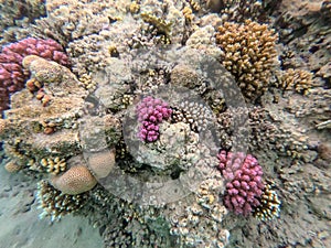 Underwater life of reef with close up view of corals and tropical fish. Coral Reef at the Red Sea, Egypt