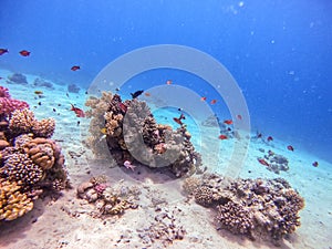 Underwater life of reef with corals, shoal of Lyretail anthias and other kinds of tropical fish