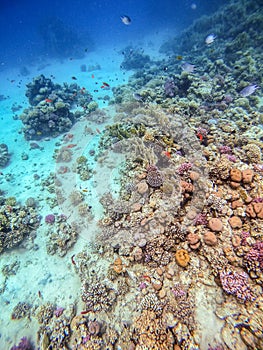 Underwater life of reef with corals, shoal of Lyretail anthias and other kinds of tropical fish.