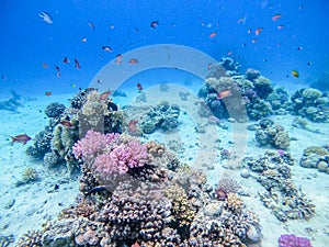 Underwater life of reef with corals, shoal of Lyretail anthias and other kinds of tropical fish.