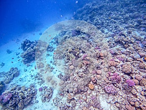 Underwater life of reef with corals, shoal of Lyretail anthias and other kinds of tropical fish. Coral