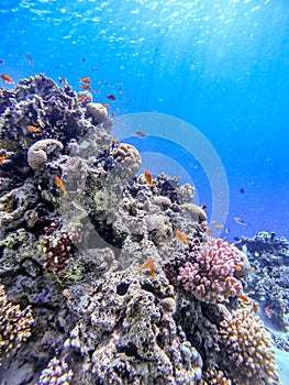 Underwater life of reef with corals, shoal of Lyretail anthias and other kinds of tropical fish. Coral