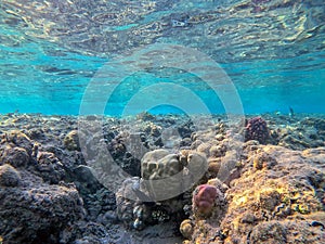 Underwater life of reef with corals and tropical fish. Coral Reef at the Red Sea, Egypt photo