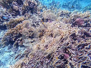 Underwater life of reef with corals and tropical fish. Coral Reef at the Red Sea, Egypt