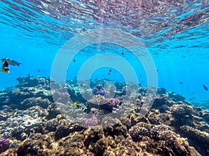 Underwater life of reef with corals and tropical fish. Coral Reef at the Red Sea, Egypt