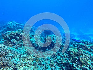 Underwater life of reef with corals and tropical fish. Coral Reef at the Red Sea, Egypt