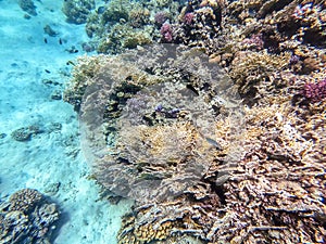 Underwater life of reef with corals and tropical fish. Coral Reef at the Red Sea, Egypt