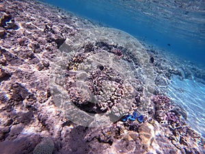 Underwater life of reef with corals and tropical fish. Coral Reef at the Red Sea, Egypt