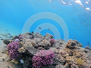 Underwater life of reef with corals and tropical fish. Coral Reef at the Red Sea, Egypt