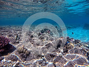 Underwater life of reef with corals and tropical fish. Coral Reef at the Red Sea, Egypt