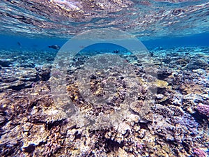 Underwater life of reef with corals and tropical fish. Coral Reef at the Red Sea, Egypt