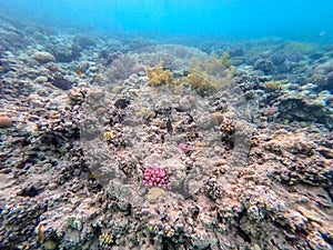 Underwater life of reef with corals and tropical fish. Coral Reef at the Red Sea, Egypt