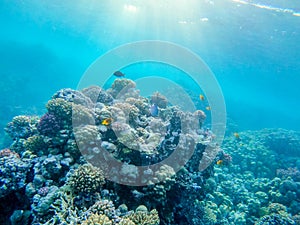 Underwater life of reef with corals and tropical fish. Coral Reef at the Red Sea, Egypt