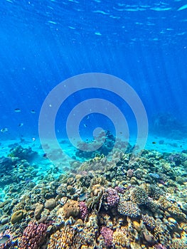 Underwater life of reef with corals and tropical fish. Coral Reef at the Red Sea, Egypt