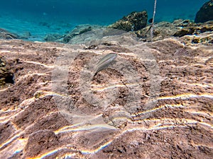 Underwater life of reef with corals and tropical fish. Coral Reef at the Red Sea, Egypt