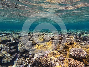 Underwater life of reef with corals and tropical fish. Coral Reef at the Red Sea, Egypt