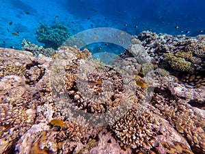 Underwater life of reef with corals and tropical fish. Coral Reef at the Red Sea, Egypt