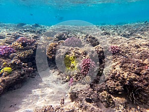 Underwater life of reef with corals and tropical fish. Coral Reef at the Red Sea, Egypt