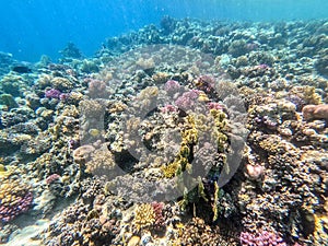 Underwater life of reef with corals and tropical fish. Coral Reef at the Red Sea, Egypt