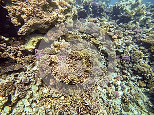 Underwater life of reef with corals and tropical fish. Coral Reef at the Red Sea, Egypt