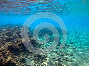 Underwater life of reef with corals and tropical fish. Coral Reef at the Red Sea, Egypt