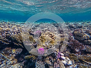 Underwater life of reef with corals and tropical fish. Coral Reef at the Red Sea, Egypt