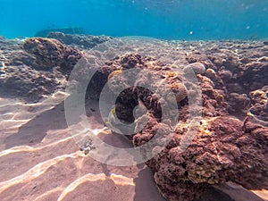 Underwater life of reef with corals and tropical fish. Coral Reef at the Red Sea, Egypt